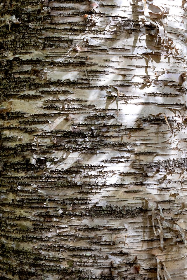 Beautiful Birch Tree Texture photo