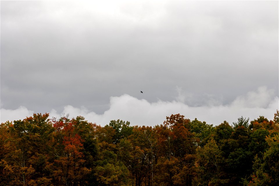 Bird Flying Above Autumn Foliage