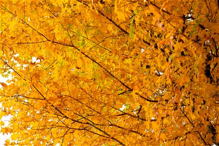 Yellow Fall Tree photo