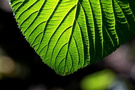Sunlit Leaf Texture photo