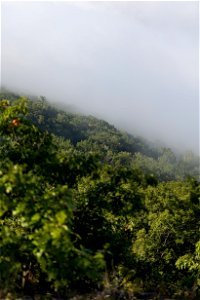 Fog Covering the Forest photo
