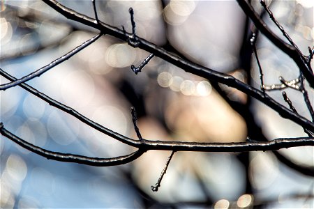 Icy Tree Branches photo