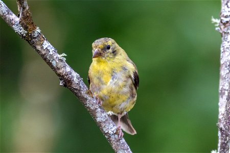 Goldfinch Bird Perched on a Limb photo