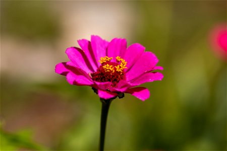 Single Pink Flower photo