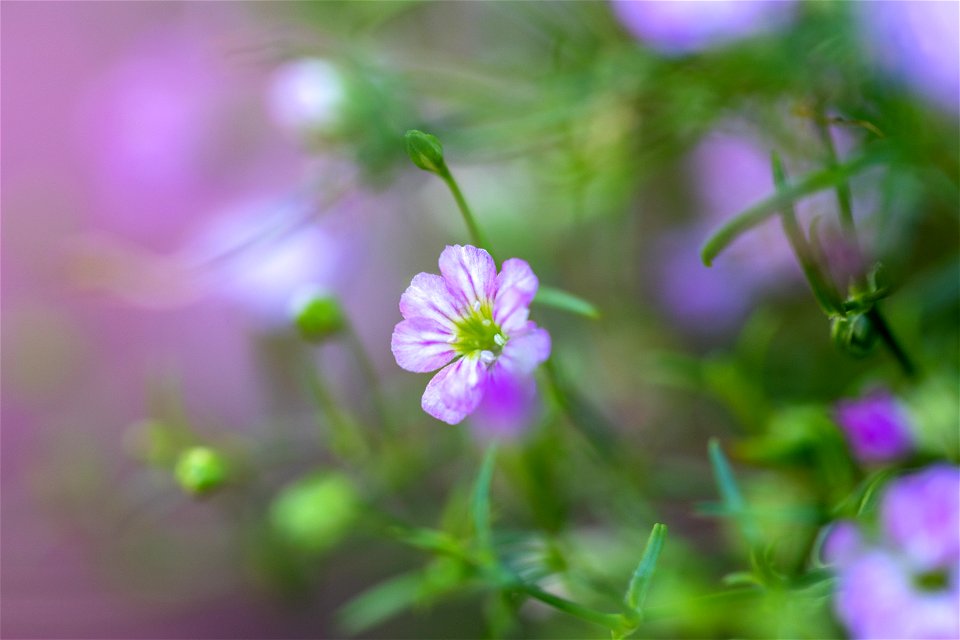 Pretty Blurry Flowers photo