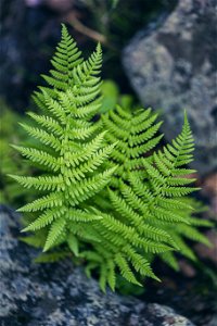 Ferns and Rocks photo