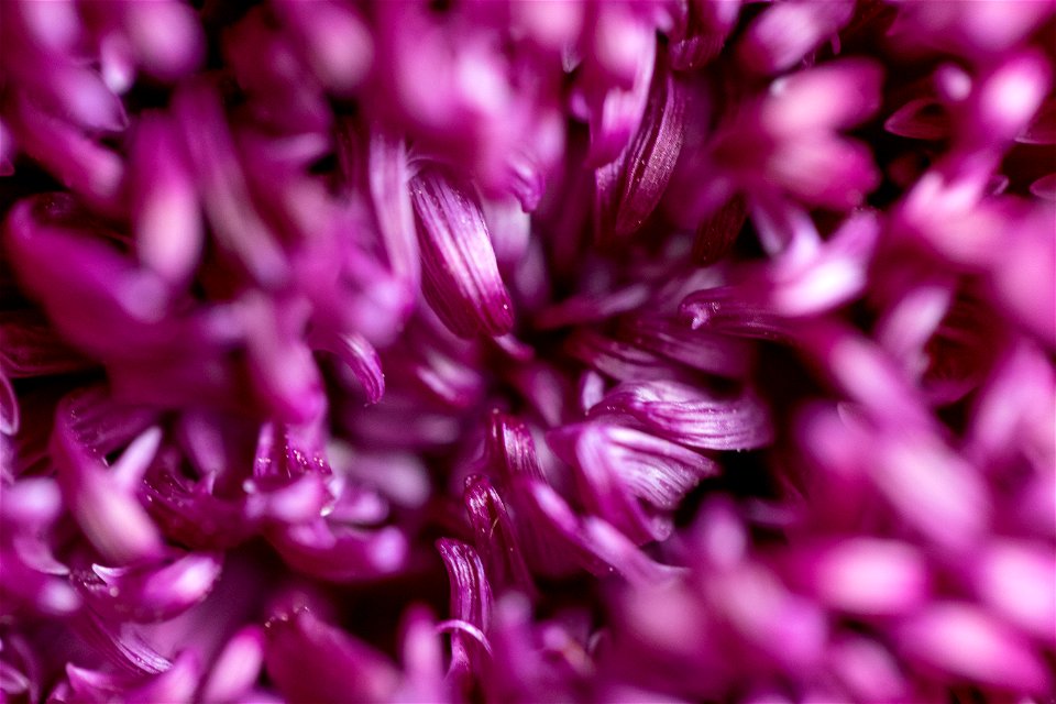 Abstract Flower Texture photo
