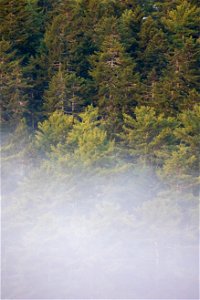 The Misty Forest photo