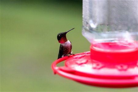 Male Hummingbird at Feeder photo