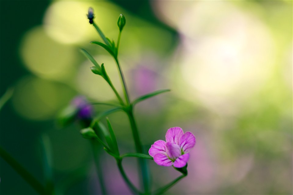 Purple and Pink Flower photo
