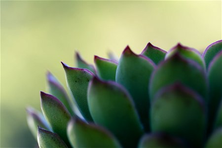 Succulent Houseplant photo
