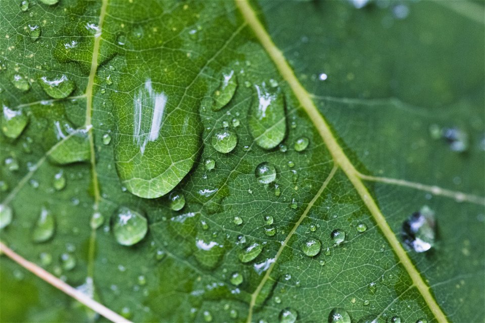 Rain Drops on a Leaf photo