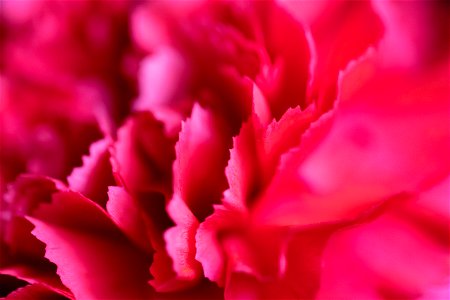 Pink Flower Texture photo