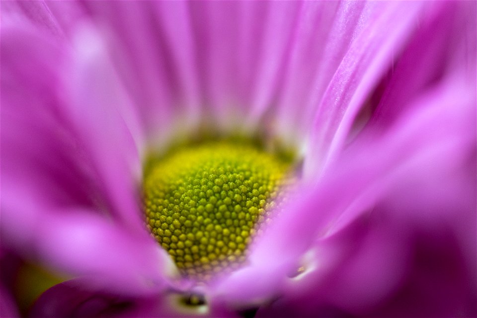Beautiful Flower Details photo
