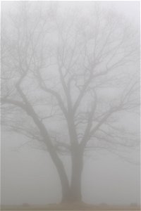 Tree in the Fog photo