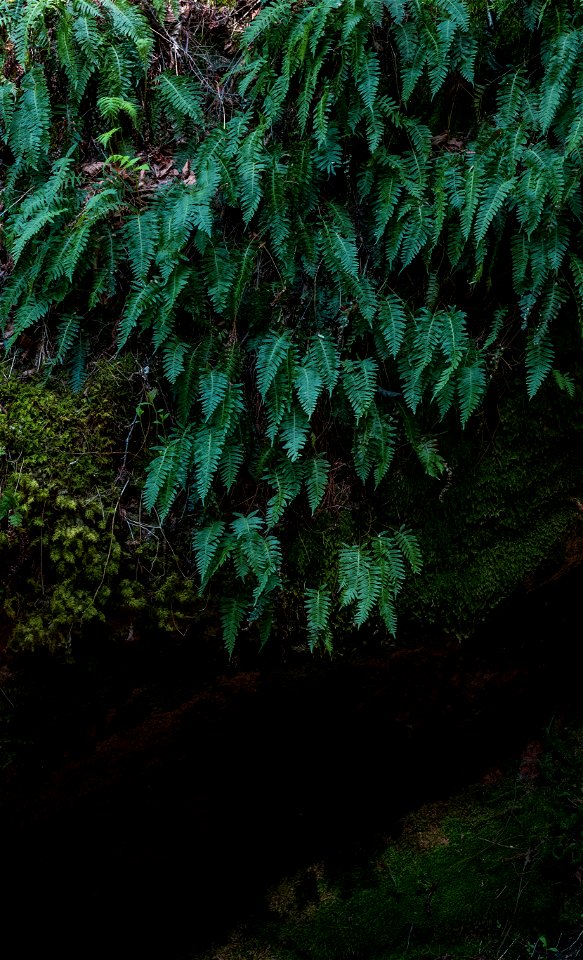 Rocky Ferns photo