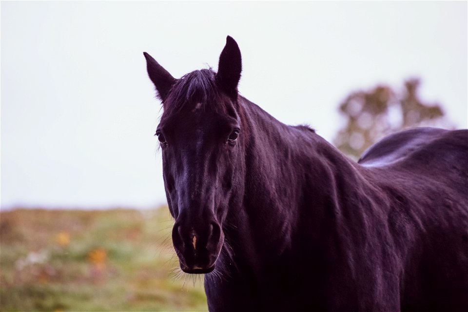 Dark Horse photo