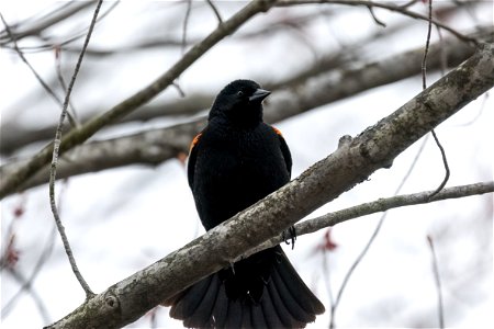Perched Blackbird photo