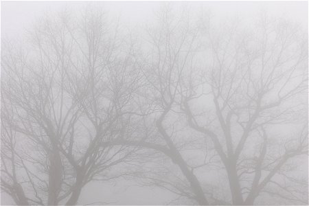 Foggy Tree Silhouettes photo