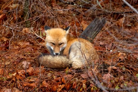 Resting Fox photo