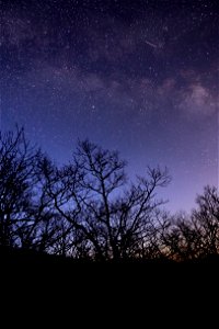 Milky Way Morning Trees photo