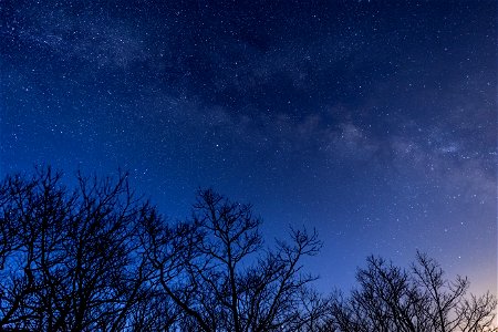 Blue Hour Milky Way Trees photo