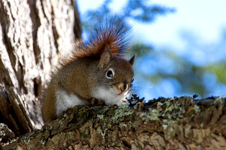 Curious Squirrel photo