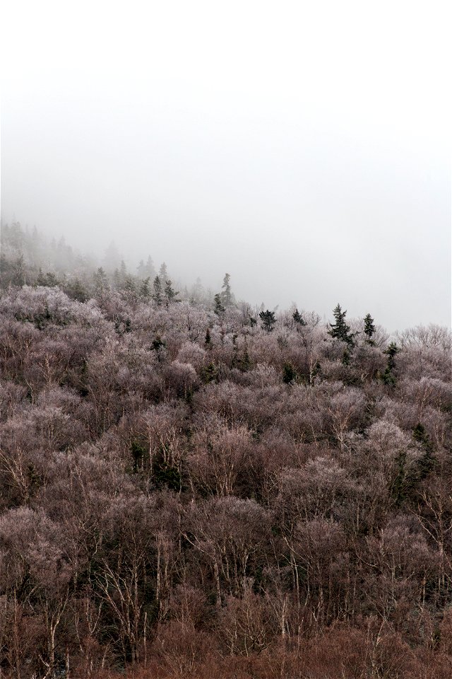 Cloudy Winter Forest photo