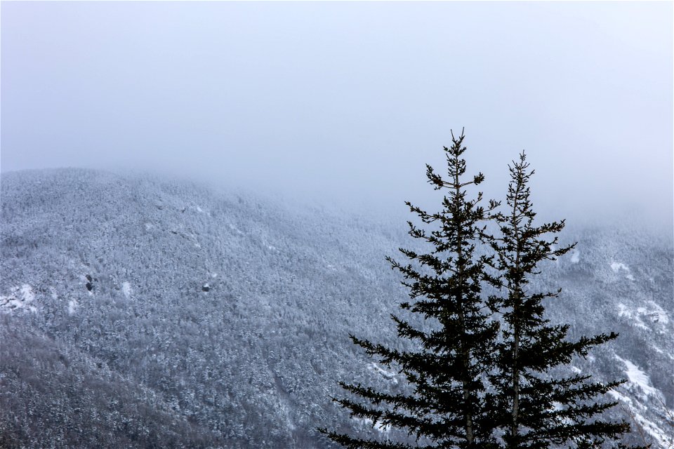 Trees and a Winter Landscape
