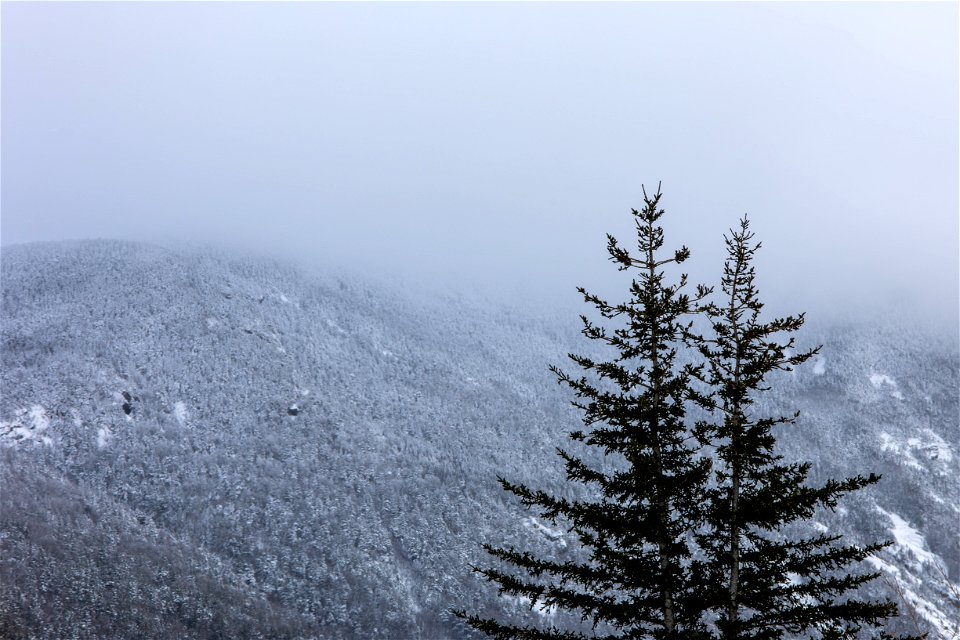 Trees and a Winter Landscape photo