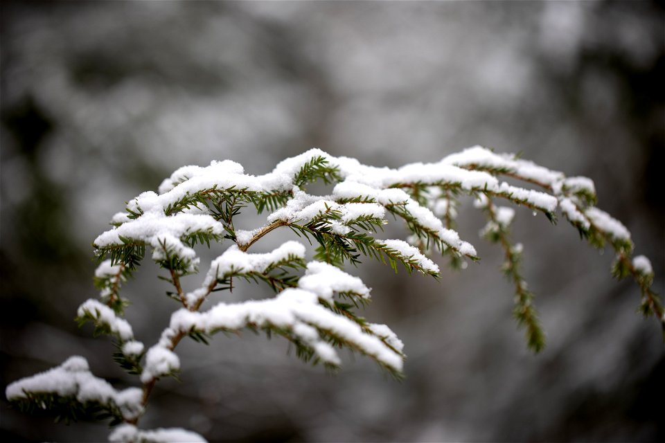 Fresh Snow on Trees photo