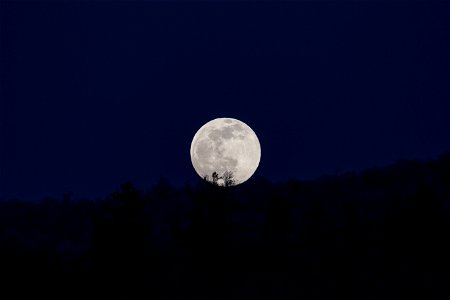 Winter Moon Rising Over Trees photo