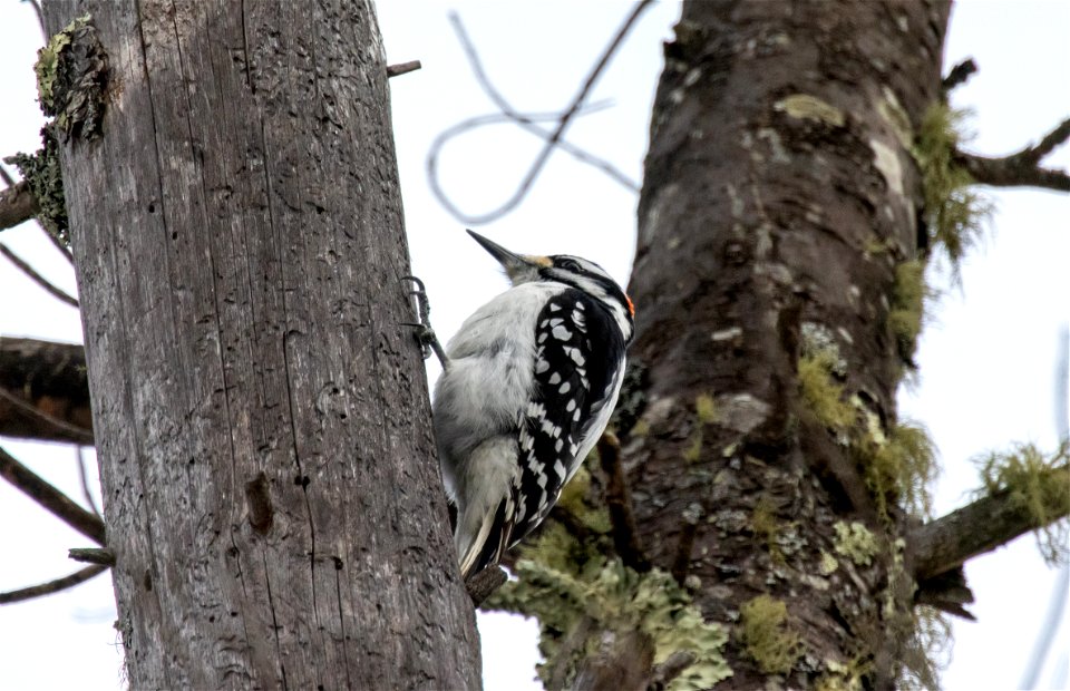 Bird Looking for Food photo