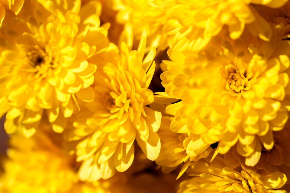 Bright Yellow Mum Flowers photo