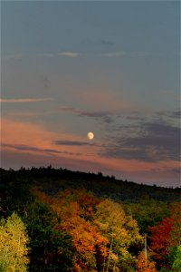 Moon Rising Over Autumn Trees photo