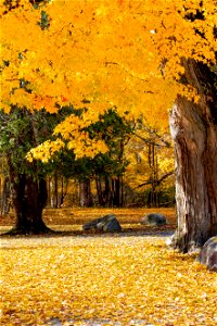 Bright Golden Maple Leaves photo