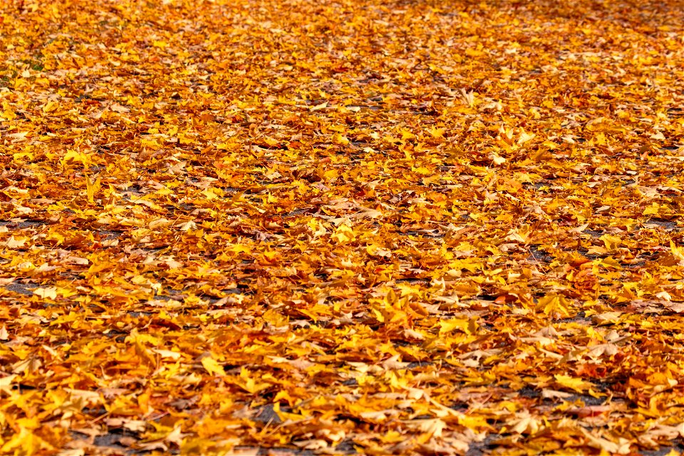 Beautiful Fallen Leaves in Autumn photo