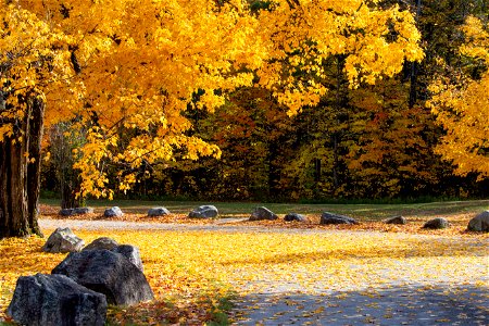 Golden Autumn Maple Tree photo