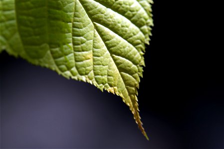 Isolated Green Leaf Texture photo