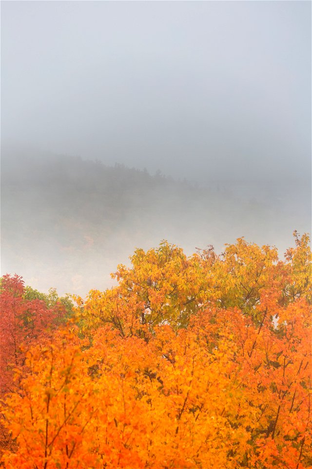 Autumn Foliage in Misty Mountains photo
