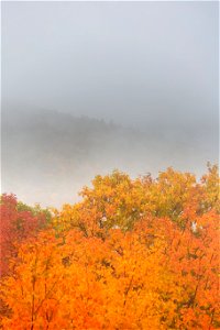 Autumn Foliage in Misty Mountains photo