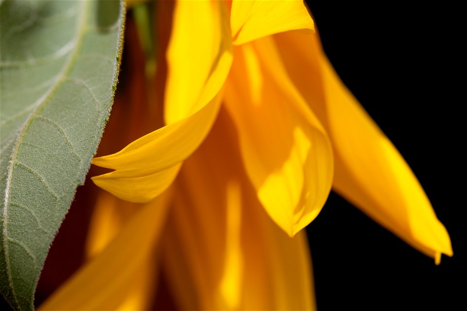 Isolated Sunflower Petal and Leaf photo