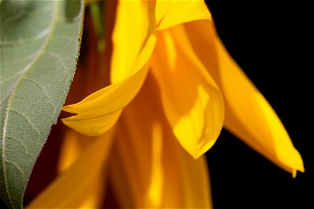 Isolated Sunflower Petal and Leaf