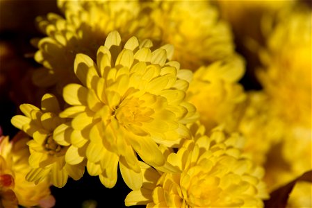 Yellow Mum Flowers photo