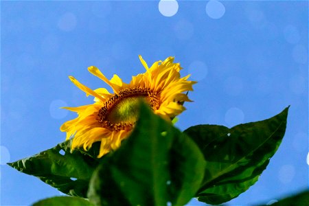 Sunflower Under Bright Stars photo