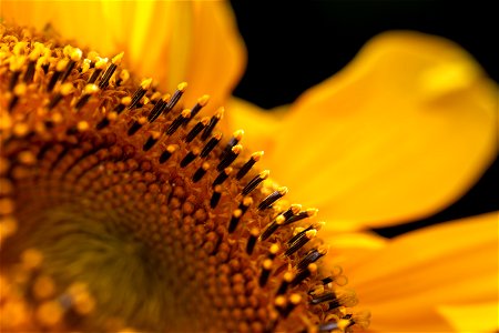 Macro Sunflower Pollen photo