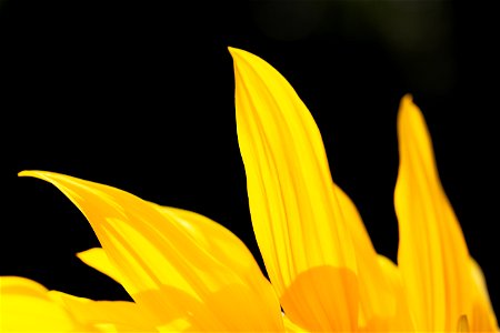 Isolated Sunflower Petals