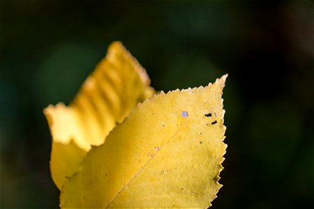 Yellow Leaf photo