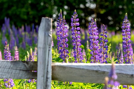 Lupine Flowers in the Spring photo