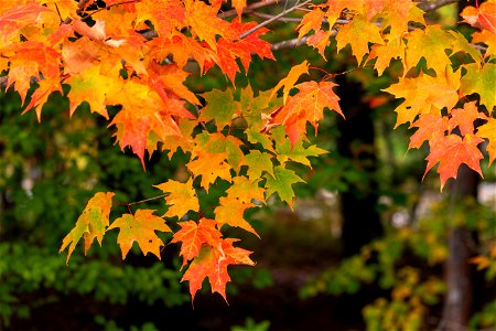 Orange Maple Tree Leaves photo